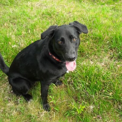 HappyTails_Lyme's profile picture. Dog walking and pet sitting.