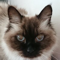 るみ(み) (@nyaomi0325) 's Twitter Profile