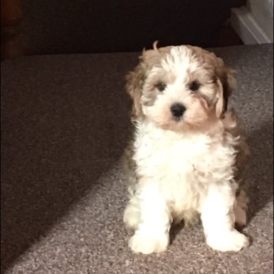 luiza65728637's profile picture. 