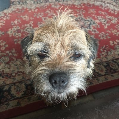 Fizzy by name..Fizzy by nature. Lives with daughter Evie and a pack of hoomans #btposse #zshq #TheAviators https://t.co/kwKQfEBm67