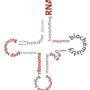 A lab of #RNA lovers, obsessed with tRNA, translational control in protein biogenesis and disease. #translation #ribosome #mRNA #tRNA #SNP 🇺🇦