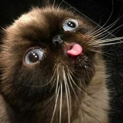 zc_uzc's profile picture. 話嘮一個。—⚠繁體中文。
-
台灣人 來自好無聊的宜蘭 使用三星蔥代步的鄉下
-
偶爾想到(大概幾個月)就會開來用看看