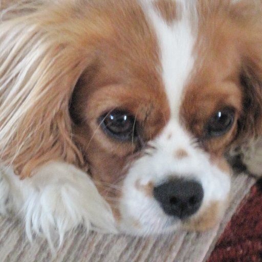 Retired IT recruiter. Cavalier KCS Mom.
https://t.co/hwIvk6YRLx