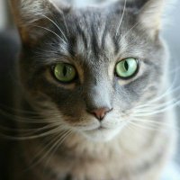 R.heaven@長らく低浮上🍓 (@nekoneko_nyai) Twitter profile photo