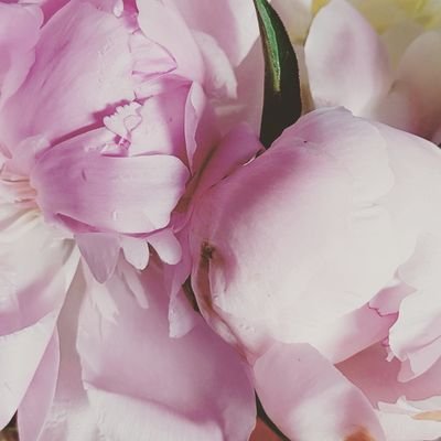 Florencelpk's profile picture. 
