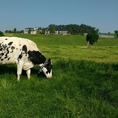 PhD at CIAM-Galicia. Grazing clovers for a low input in milk production.☘️Interested in dairy and beef sector, grass-clover grazing systems & biodiversity.