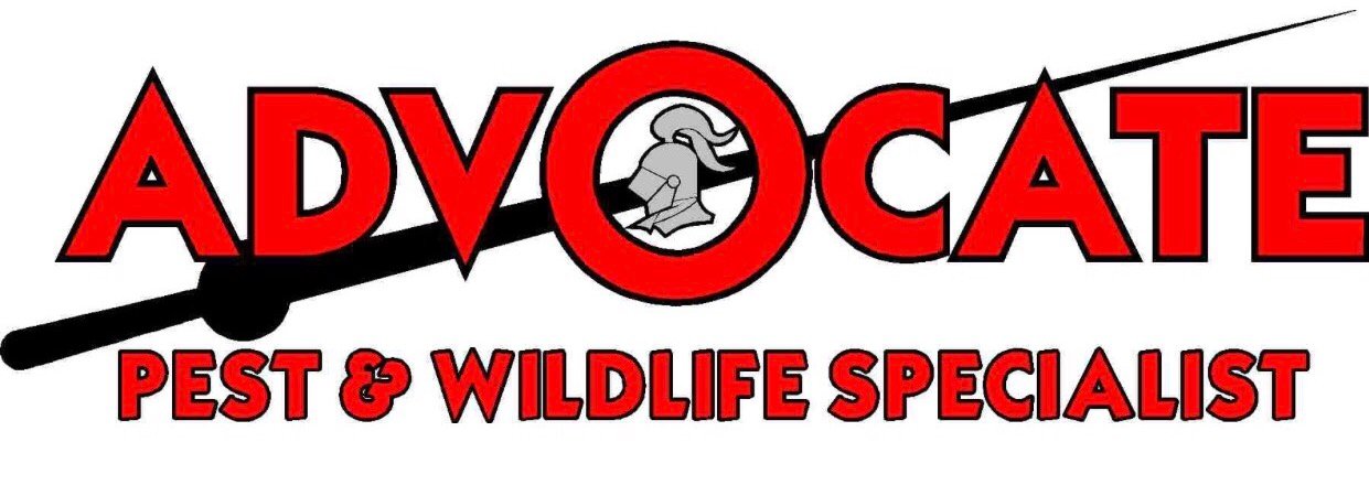 Voted Yuma’s Best Pest Control 🕷🐜🦗🐝🕸🦂🐦🐭 🐾 No job too big, too small or too gross! Pest Control, Termites, Pigeons, Wildlife Relocation (928) 343-9149