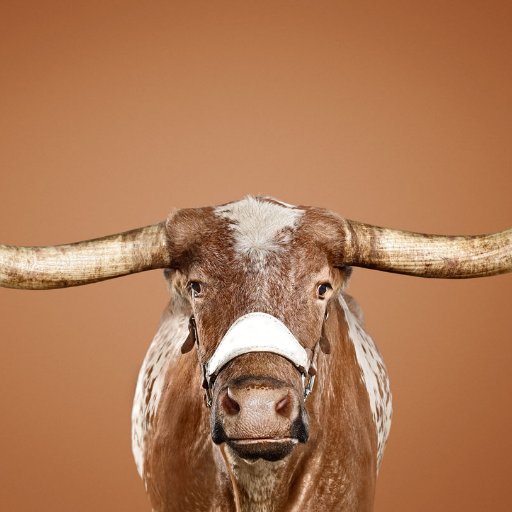 LonghornAlways Profile Picture