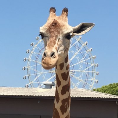 parazzoさんのプロフィール画像