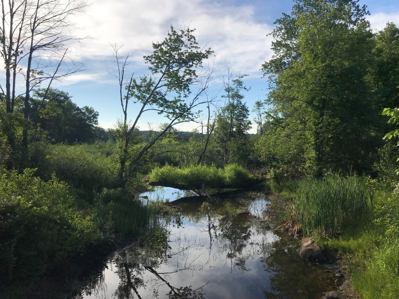 🌳Official Burlington MA Conservation Account 🌳