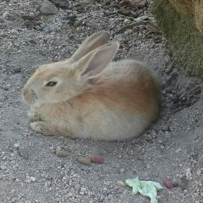 Teo11458180's profile picture. コスプレしたり遊んだり
25↑/男/
加工の重さはブラックホールをも超越する
脳内のゴミ箱用→@5hnvELMQWlemk6a