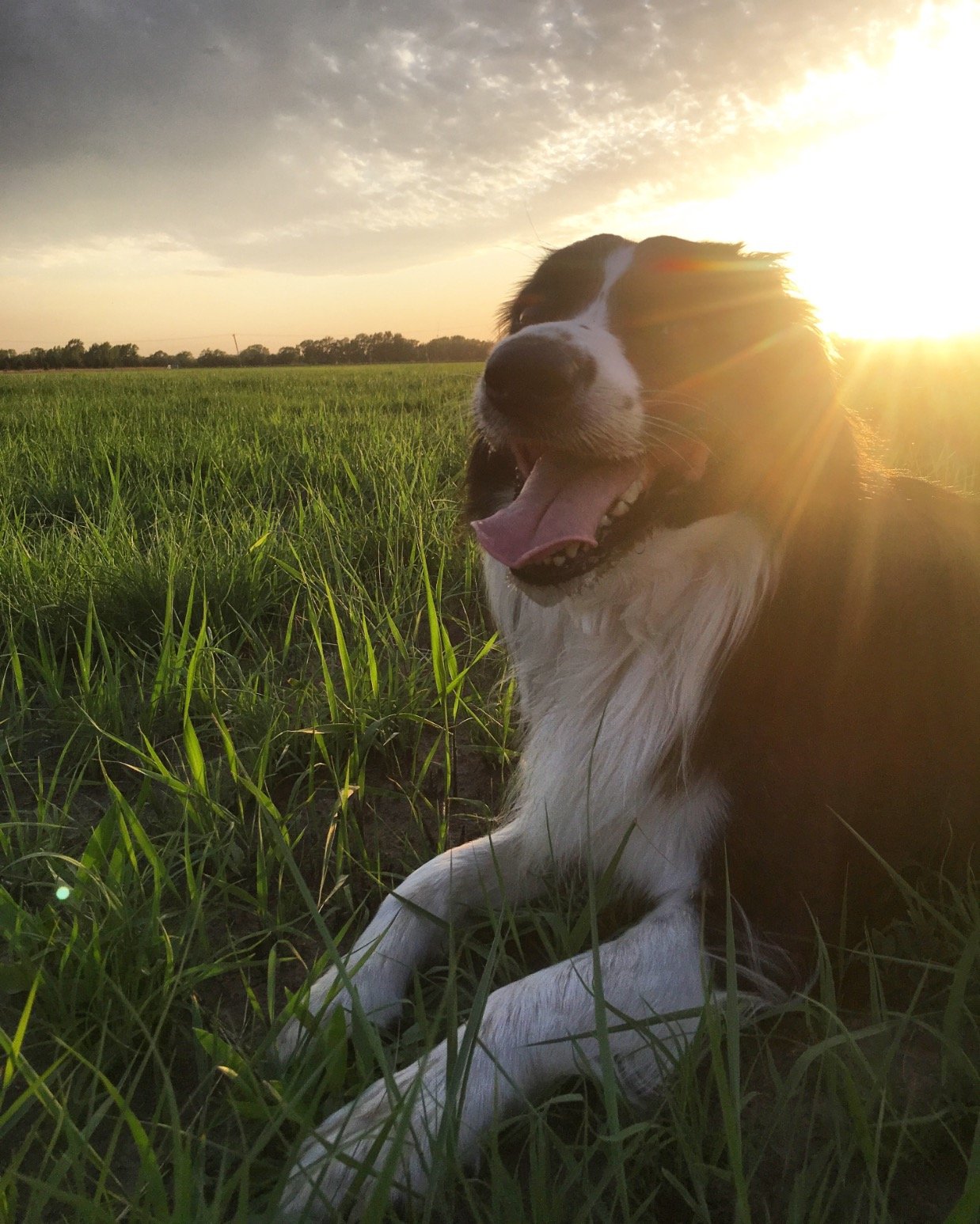 Mildred Montag (Nihiloptimist1) Twitter