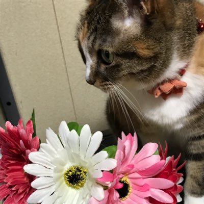 猫好きな歴女