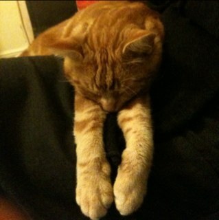 Elodaave's profile picture. Source of an assortment of random tech, humour, atheist, martial arts, & cycling tweets, (plus other unrelated stuff as the mood takes me)