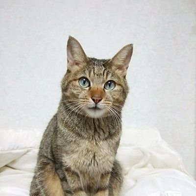 神宮の杜の主です。こんにちわ。東京六大学野球を中心に神宮外苑界隈のスポーツイベントをさすらうフォトグラファー。フィギュアスケートは撮れないけれど幅広く応援してます。気まぐれにボヤく松坂世代。SNS、それは個人の見解では？いのちだいじに推しは推せるときに推せ、一期一会がモットー