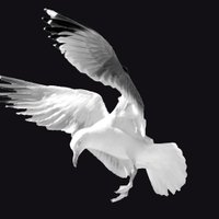 Dr Aonghais Cook (@aonghaisc) 's Twitter Profile Photo