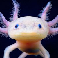 Δ (@axolotlcapnella) 's Twitter Profile