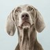 Iteca veterinarios (@iteca_vet) Twitter profile photo Iteca veterinarios (@iteca_vet) Twitter profile photo