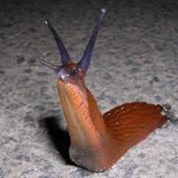 TheFlyingSlug (@chattymollusc) 's Twitter Profile