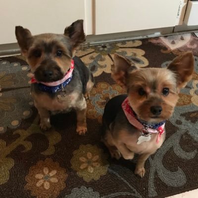 Nana to two Yorkies- oh yeah, wife and mom also!