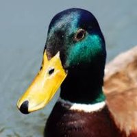 Professor Pond-Quackington(@PQuackington) 's Twitter Profile Photo