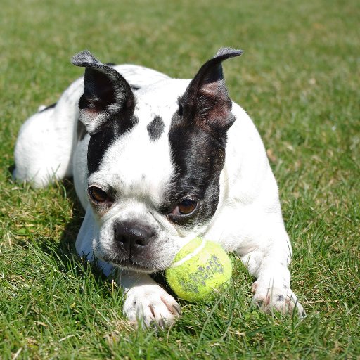 Fun facts about Boston Terriers!