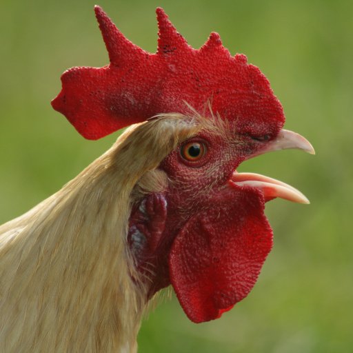 Everything you need to know about raising chickens