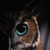 Clément le 🦉 (@clement_ygg) Twitter profile photo Clément le 🦉 (@clement_ygg) Twitter profile photo