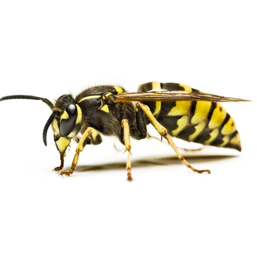 Dorking Pest Control are a family run business. We offer a variety of services for pest control throughout Surrey.