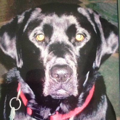Happily married, Vet. Former republican, dog lover, retired. Escapee from Massachusetts 🇺🇸