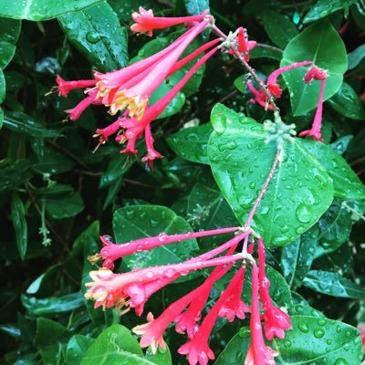 hrlybug13's profile picture. PuraVida Rep. Use code MelissaHughes20 for 20% off!