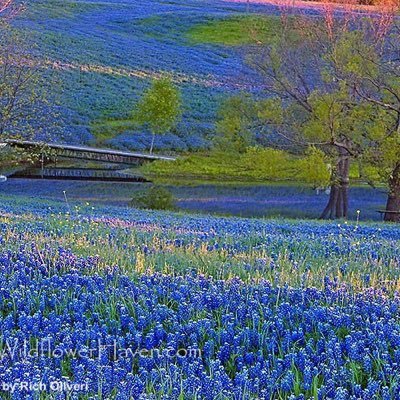 cjmeow3's profile picture. Mom and lover of cats and police pursuits