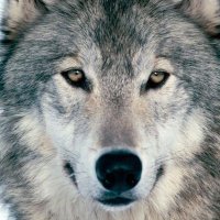 Wolfbane (Ellie)(@Wolfbane1946) 's Twitter Profileg