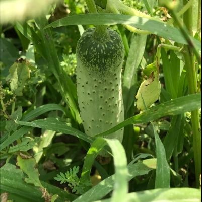 guruorganicfarm's profile picture. Guru jaivik farmer producer company limited... Based in karnal Haryana