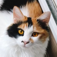 큰부자 (@_scv_) 's Twitter Profile