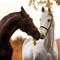 dalal Alsowimel (@dalalca1) 's Twitter Profile
