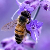 Wycliffe Bees(@WycliffeBees) 's Twitter Profile Photo