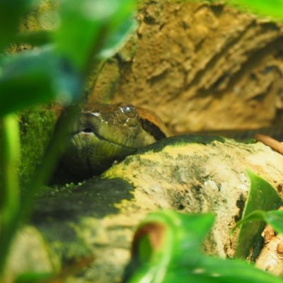 HAL5642's profile picture. DIR EN GREY虜／GLAY狂／ポケモン／ 細美武士、SlipknoT、stone sour、amazarashi、and more...