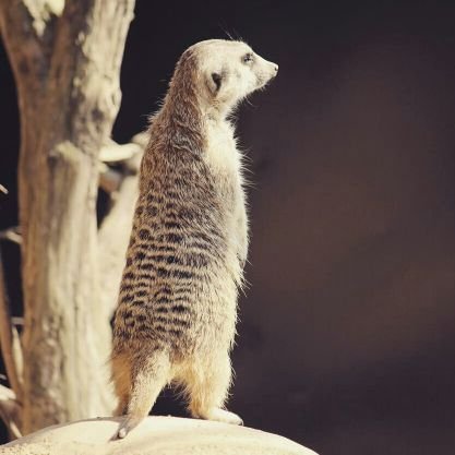 sanukidamasii's profile picture. こんなでも子育て中の29歳。
turbo