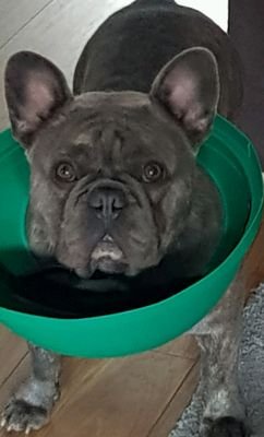 Br1anQu33n1's profile picture. 