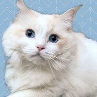 シン (@ciel_norrington) 's Twitter Profile Photo シン (@ciel_norrington) 's Twitter Profile Photo
