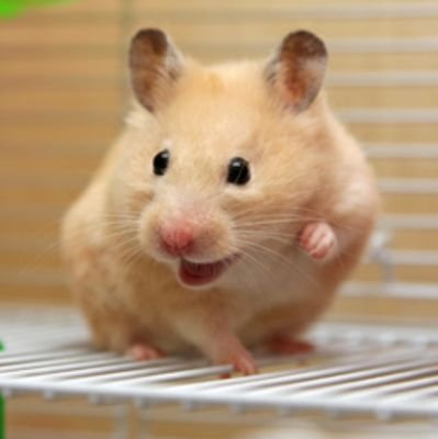 I trained my hamster to squeak when it sees harassment, especially towards sex workers.