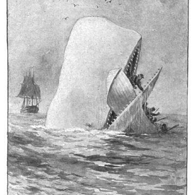 modelono7's profile picture. ほんとに新鮮なら鰹が一番！ お酒は原酒が良いっ！ 重見天日！