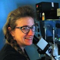 Linda Wordeman(@WordemanLab) 's Twitter Profile Photo