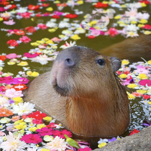 uncapybarable's profile picture. I am a dynamo.