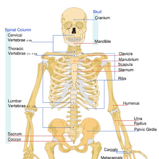 Human Anatomy