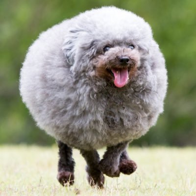 経由で 崇拝する 郡 トイ プードル 丸い カット Australianorganics Jp