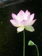 Souris42's profile picture. Learning about communicating in few characters, with character.  Opinions are mine, and don't belong to any organization I'm affiliated with.