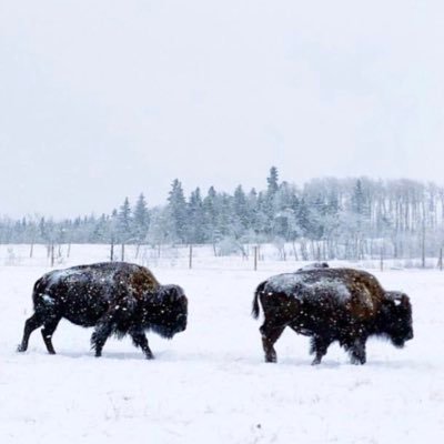 ChicagoBuffalo1's profile picture. "and to the REPUBLIC, for which it stands"