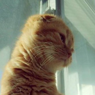 SKR_MR_48's profile picture. IZ*ONE 미야와키 사쿠라 / 인장 🐱마루쨩 / 초멘,직멘,선팔,DM 다 환영이니 부담갖지마세요. 그냥 사쿠라 1이라도 좋아하면 OK